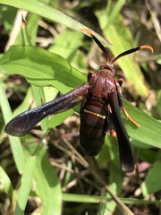 Vitacea scepsiformis