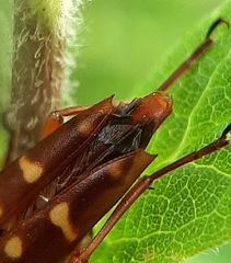 Typocerus acuticauda acuticauda
