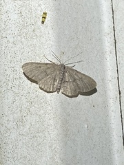 Idaea violacearia