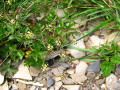 Pimpinella niitakayamensis