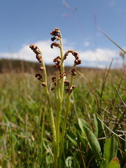 Botrychium simplex image