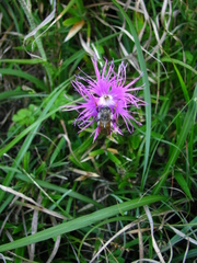 Dianthus pygmaeus