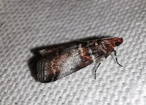 Acrobasis advenella