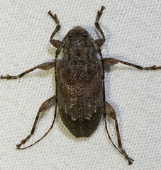 Astylopsis arcuata