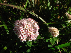 Spiraea hayatana