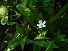 Stellaria vestita