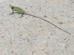 Polychrus gutturosus