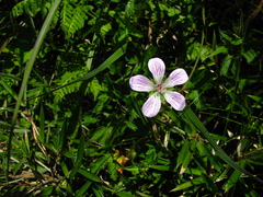Geranium hayatanum