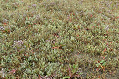 Chloropyron maritimum