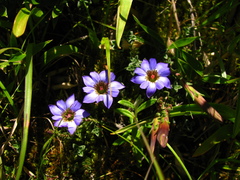 Gentiana arisanensis