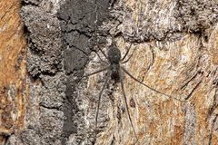 Tamopsis fickerti