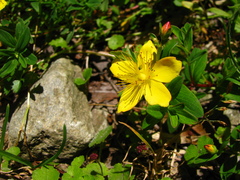 Hypericum nagasawae