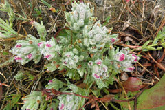 Chloropyron maritimum