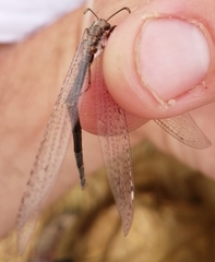 Macronemurus appendiculatus