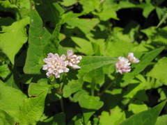 Persicaria runcinata