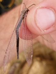 Macronemurus appendiculatus