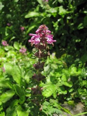 Pedicularis refracta transmorrisonensis