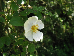 Rosa transmorrisonensis