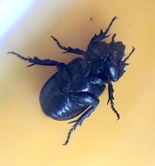 Hemiphileurus illatus