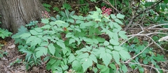 Actaea rubra rubra