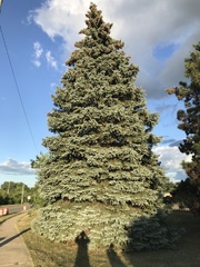 Picea pungens