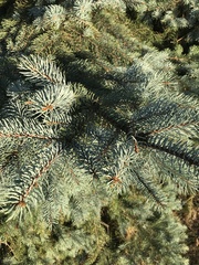 Picea pungens
