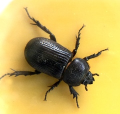 Hemiphileurus illatus