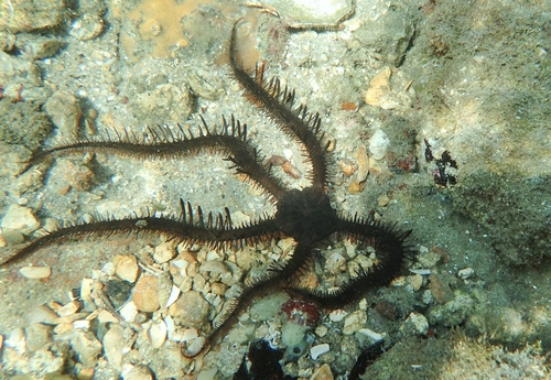 Breviturma paucigranulata observed 2022-07-29