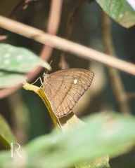 Forsterinaria quantius