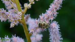 Lasiotrichius succinctus