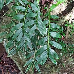 Epidendrum paniculatum