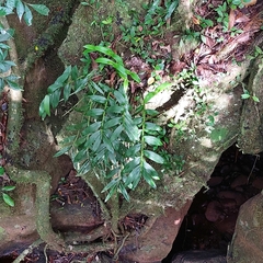 Epidendrum paniculatum