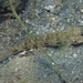 Ctenogobius - Photo (c) Kent Miller, some rights reserved (CC BY-ND), uploaded by Kent Miller