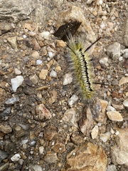 Lophocampa mixta
