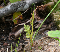 Botrychium michiganense