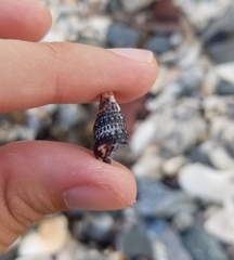Cerithium litteratum