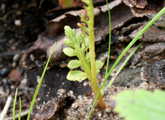 Botrychium michiganense