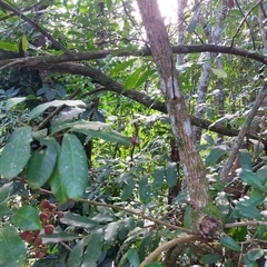 Guarea macrophylla