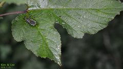 Sphedanolestes impressicollis