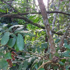 Guarea macrophylla