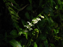 Platanthera brevicalcarata