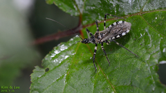 Sphedanolestes impressicollis