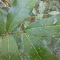 Guarea macrophylla