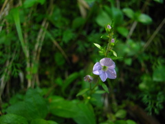 Veronica morrisonicola