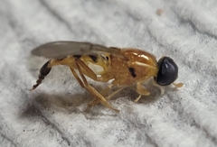 Sargus elegans