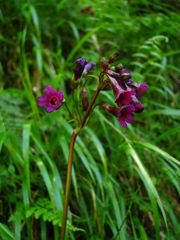 Primula miyabeana