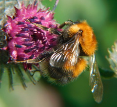 Bombus hypnorum