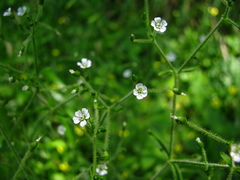 Cerastium subpilosum