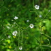 Cerastium subpilosum - Photo (c) Yaling Lin, some rights reserved (CC BY-NC), uploaded by Yaling Lin