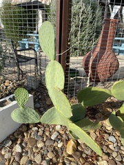 Opuntia cacanapa